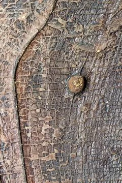 Rough wood texture Stock Photos