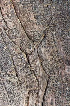 Rough wood texture Stock Photos