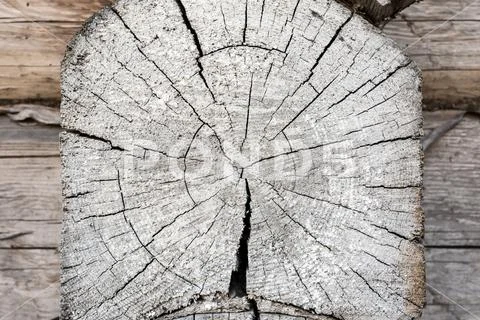 Rough wood textured wood rings. Gray cut slice of a tree, showing age and yea Stock Photos