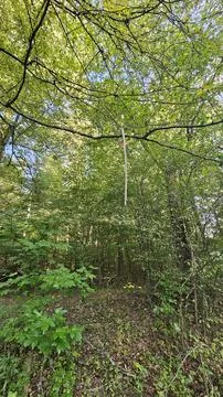 Roughage in the forest Stock Photos