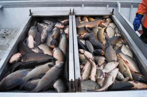 Roughfish Removal Stock Photos