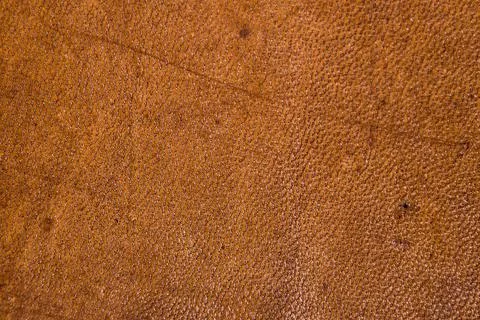 Roughly processed dense strong camel leather with furrows and scars, close, c Stock Photos