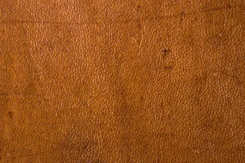 Roughly processed dense strong camel leather with furrows and scars, close, c Stock Photos
