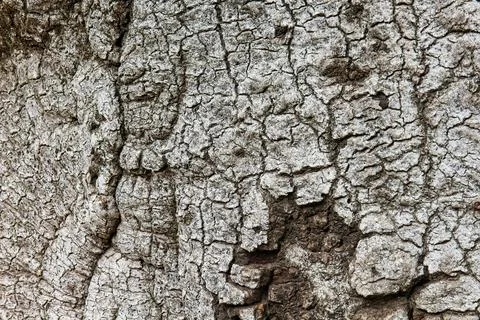 Roughly textured bark on a tree. Stock Photos
