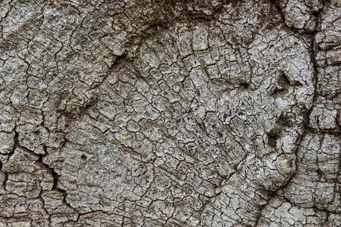 Roughly textured bark on a tree. Stock Photos