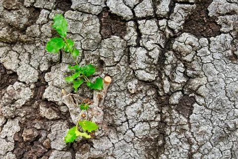 Roughly textured bark on a tree with tiny branches and green leaves. Stock Photos