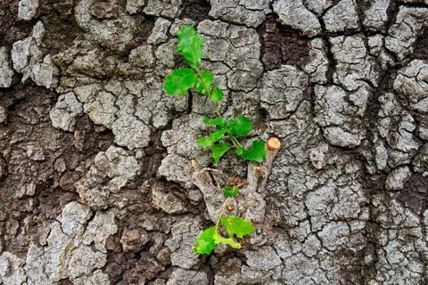 Roughly textured bark on a tree with tiny branches and green leaves. Stock Photos