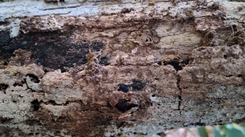 Roughly Textured Decaying Tree Bark Stock Footage 341682064