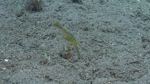 Roughsnout Ghostpipefish Stock Footage 340536156