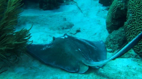 Roughtail Stingray-Dasyatis centroura Stock Footage 92916493