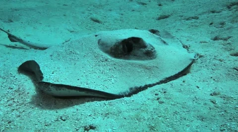 Roughtail Stingray 库存影片 2870572