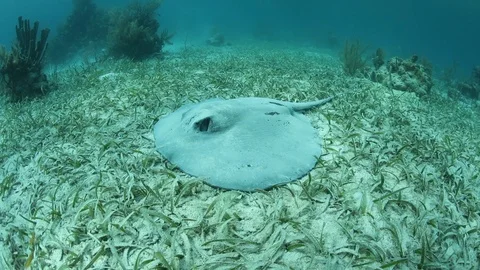 Roughtail Stingray Laying on Seagrass in... | Stock Video | Pond5