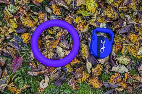 A roulette for walking pets and a puller for playing on wet leaves. Walking.. Stock Photos