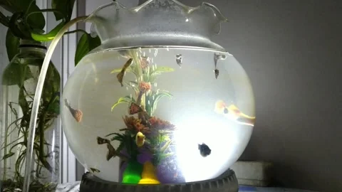 Round Aquarium Stock Footage 240487291