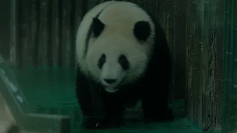 The round back of giant panda Stock Footage 113923470