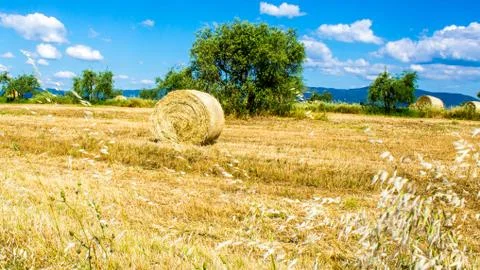 Round bale of hay in a field Stock Photos