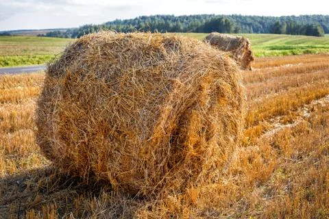 Round bale hay Foto stock