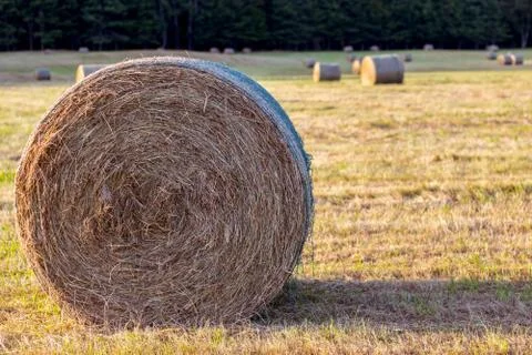Round Bale of Hay 写真素材