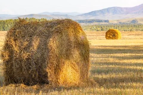 A round bale, a haystack, located on an agricultural farmer field Stock Photos