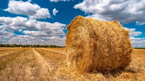 Round bale of straw in the meadow. Time lapse. Stock Footage 113676348