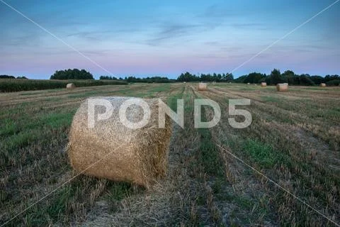 Round bales of hay in the field Stock Photos