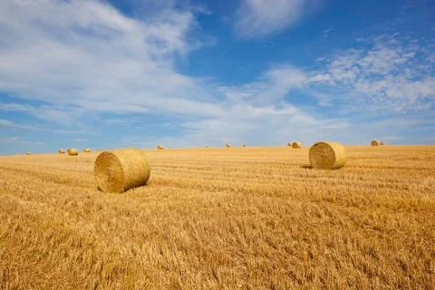 Round bales on a hillside Foto stock