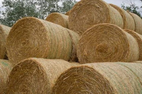 The round bales Stock Photos