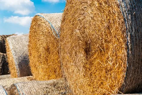 Round bales of straw. Hay stack bales close up. Agriculture farm Stock-Fotos