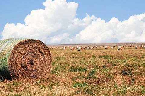 Round Bales Of Straw Foto stock