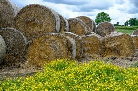 Round Bales of Straw Stock Photos