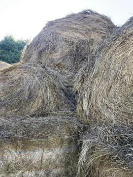 Round bales of straw rolled up Stock Photos
