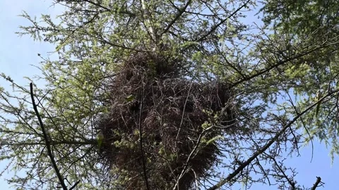 Round bird's nest in a tree, a view of a big nest Stock Footage 320410920
