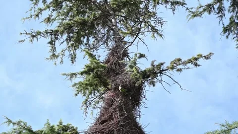 Round bird's nest in a tree, a view of a big nest Stock Footage 320410922