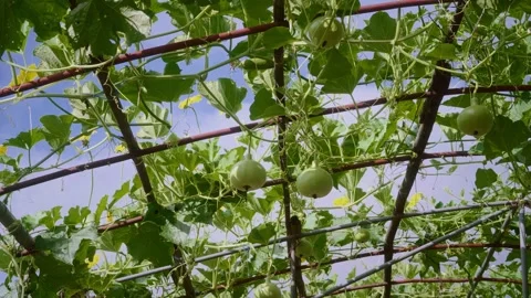 Round bottle gourds growing on an elevated trellis with yellow blossoms und.. Vidéo 346691835