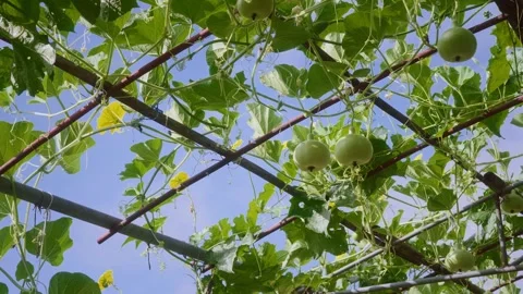 Round bottle gourds growing on an elevated garden trellis under a blue sky,.. Stock Footage 346691846