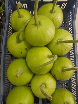Round bottle gourds vegetable 写真素材