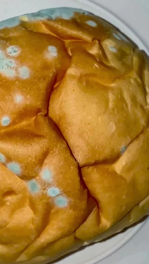 A round bread bun covered with blue green mold Video stock 331983261