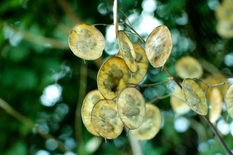 Round Brown Leaves Stock Photos
