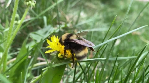 Round bumblebee crawls over grass to yellow dandelion, close up Video stock 242120362