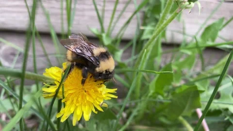 Round bumblebee crawls over yellow dandelion, close up Video stock 242120355