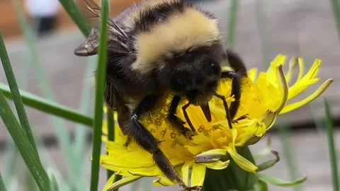 Round bumblebee waddling over bright yellow dandelion, close up Video stock 242135795
