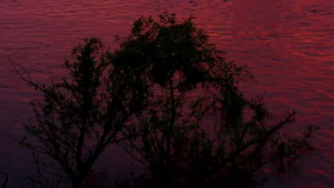 Round bush on a background of a pink river Stock Footage 79980977