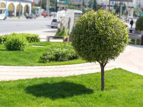 Round bush casting shadow on a green lawn, city background. Photos