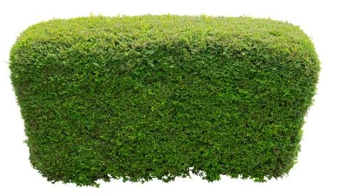 Round bush Stock Photos