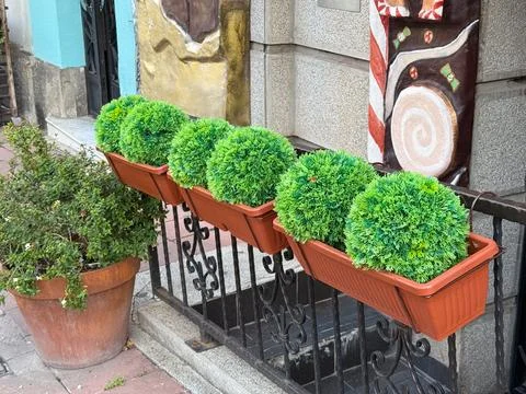 Round bushes arranged in rectangular boxes along metal railing. Urban decor.. Stock Photos