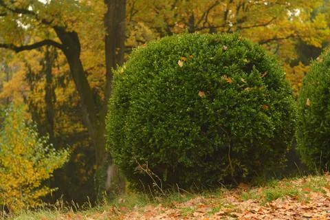 Round bushes Stock Photos