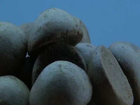 Round cacao cookies Video stock 80416001