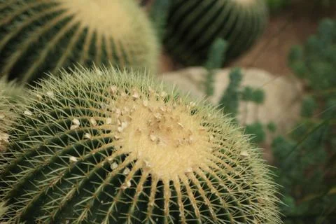 Round Cactus Close Up Stock Photos