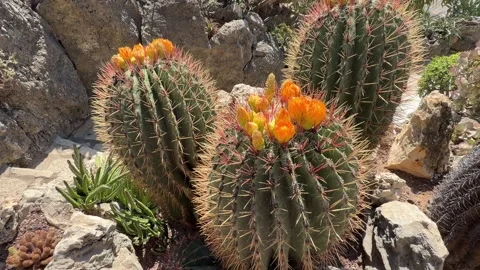 Round Cactus Close-Up - Static Daytime View 動画素材 346931252