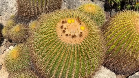 Round Cactus Close-Up - Static Daytime View 動画素材 346931258